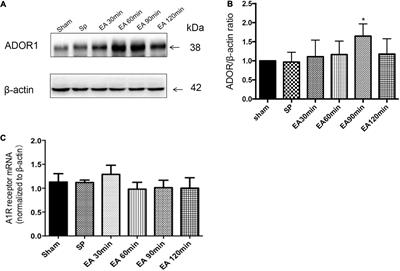 Electroacupuncture Pretreatment Prevents Cognitive Impairment Induced by Cerebral Ischemia–Reperfusion via Adenosine A1 Receptors in Rats